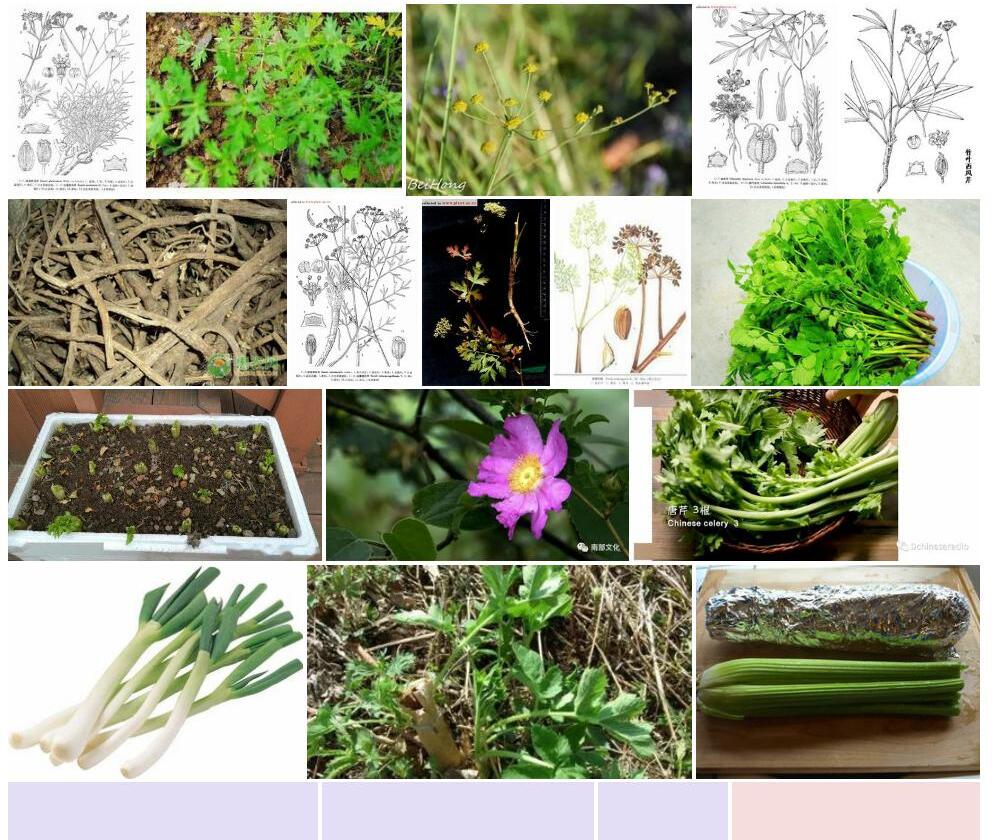 膜盘西风芹照片和图片/