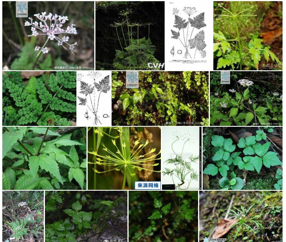 膜蕨囊瓣芹照片和图片/