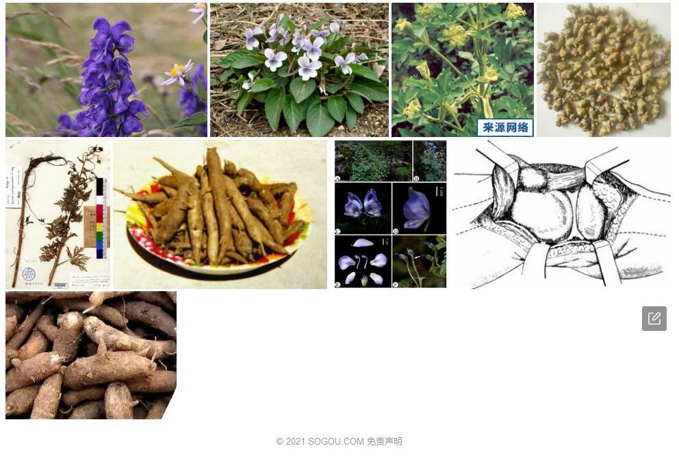 膝瓣乌头照片和图片/