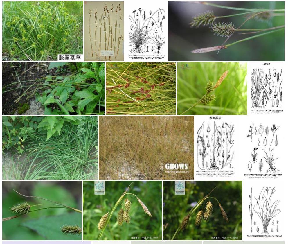 膨囊薹草照片和图片/