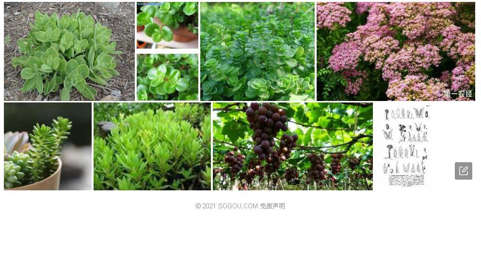 膨果景天照片和图片/