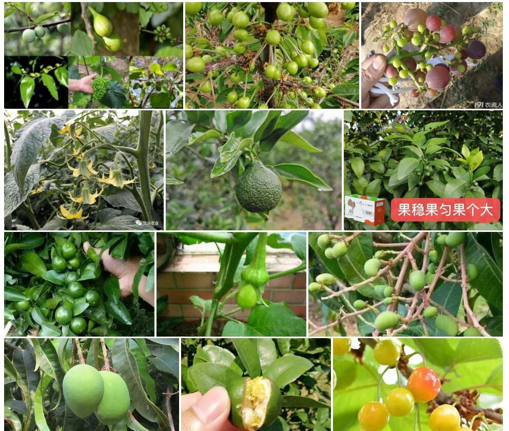 膨果黄耆照片和图片/