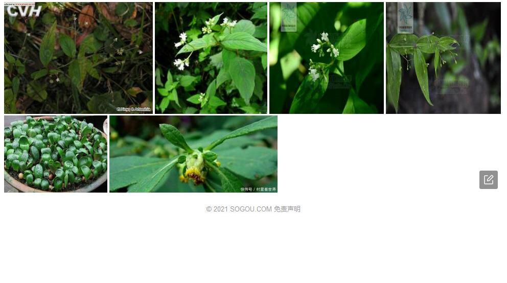 臭味新耳草照片和图片/