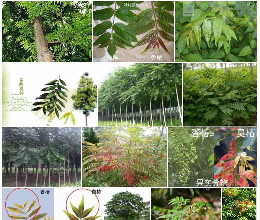 臭椿照片和图片/