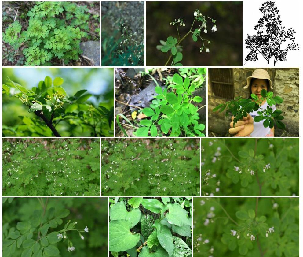 臭节草照片和图片/