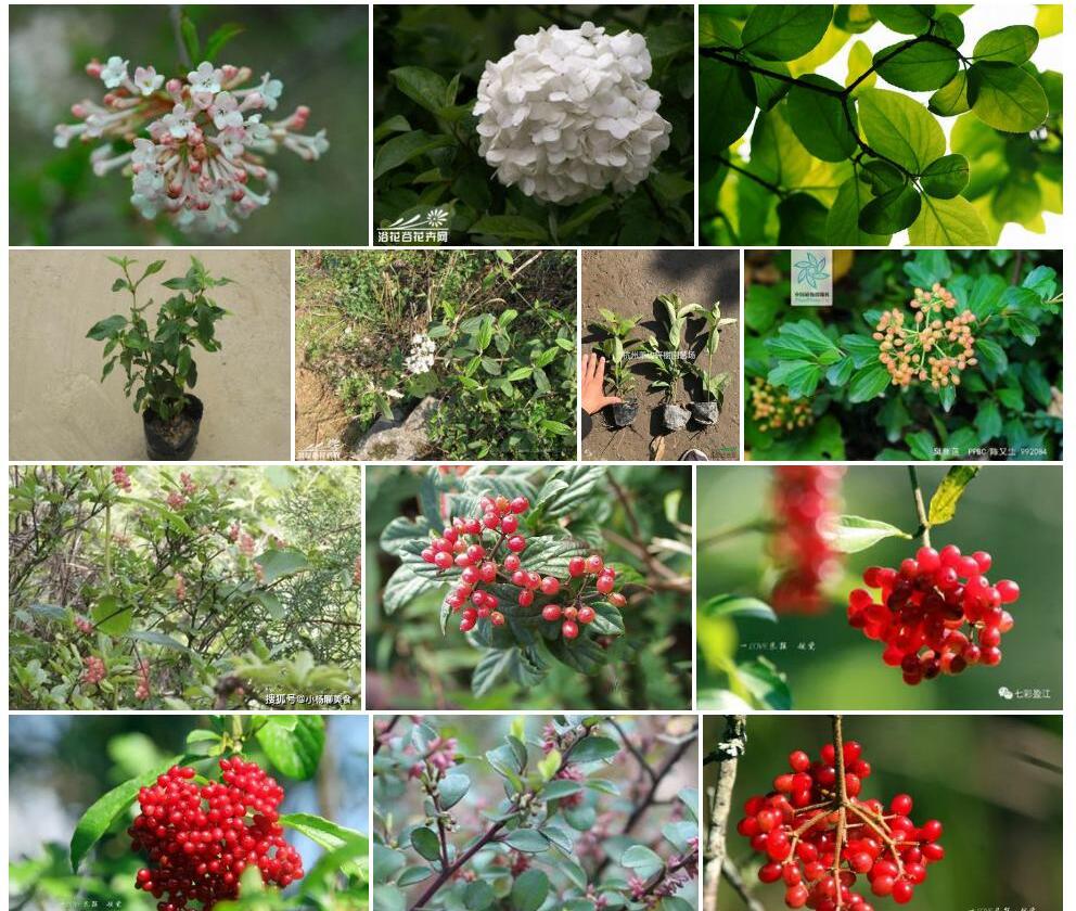 臭荚蒾照片和图片/