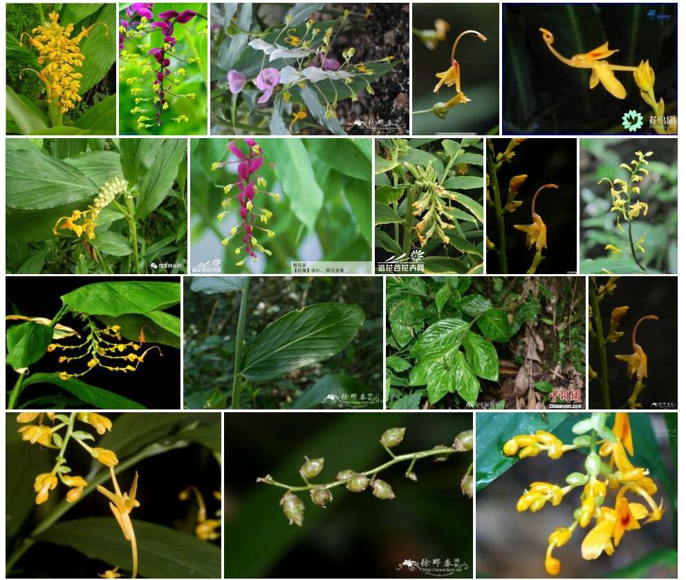 舞花姜照片和图片/