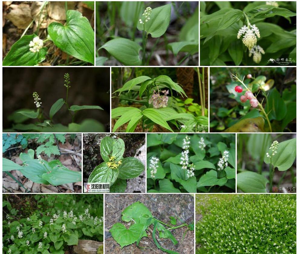 舞鹤草照片和图片/
