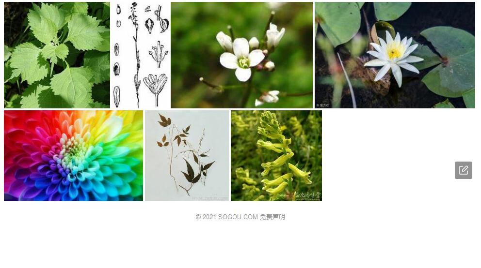 舟果荠照片和图片/