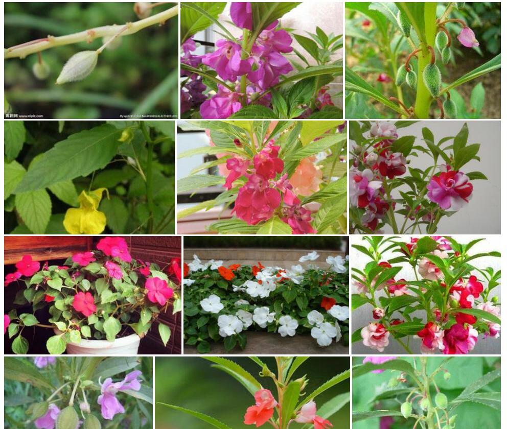 色果凤仙花照片和图片/