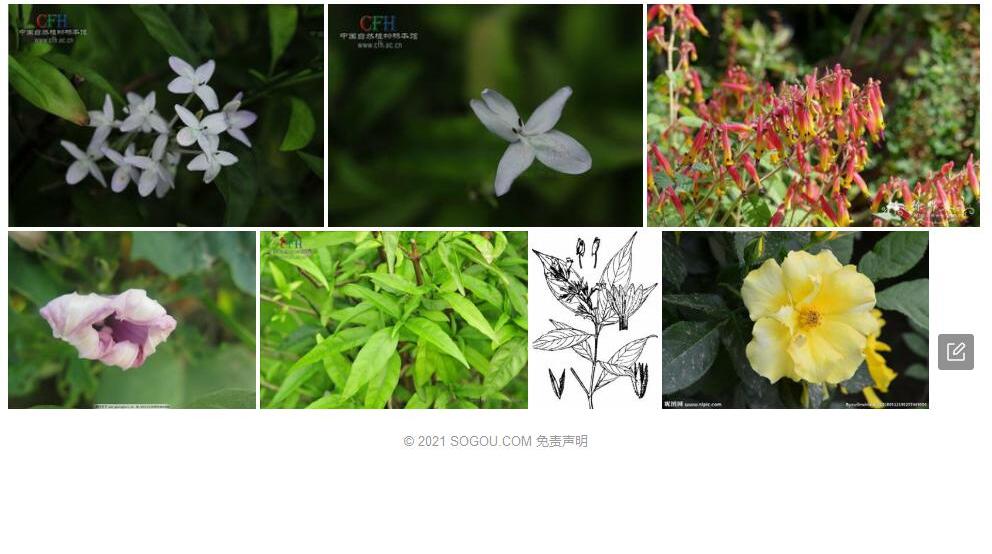 色萼花照片和图片/