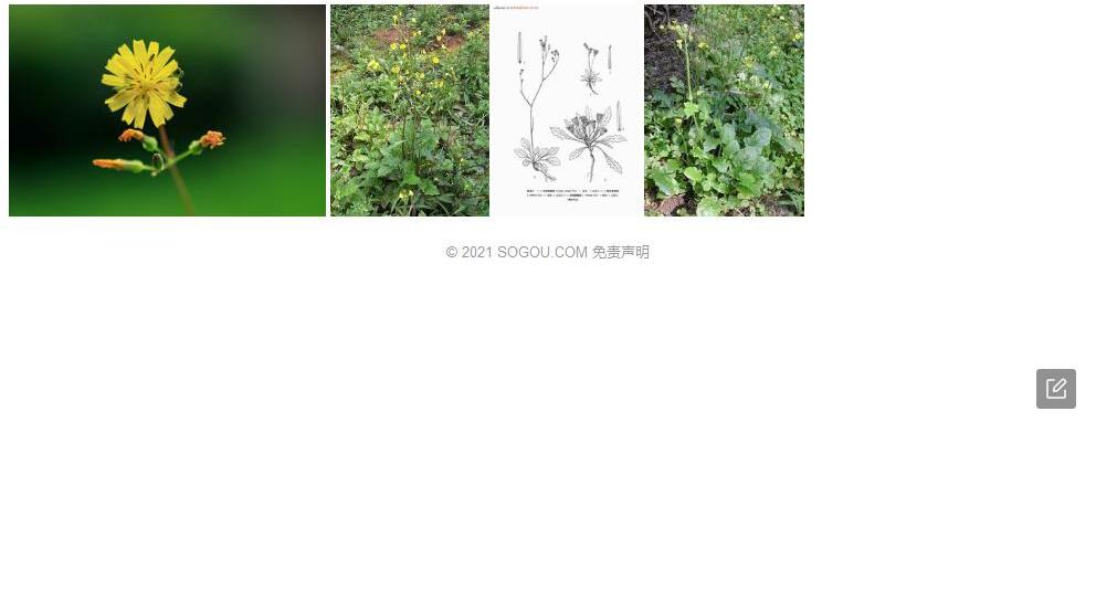 艺林黄鹌菜照片和图片/