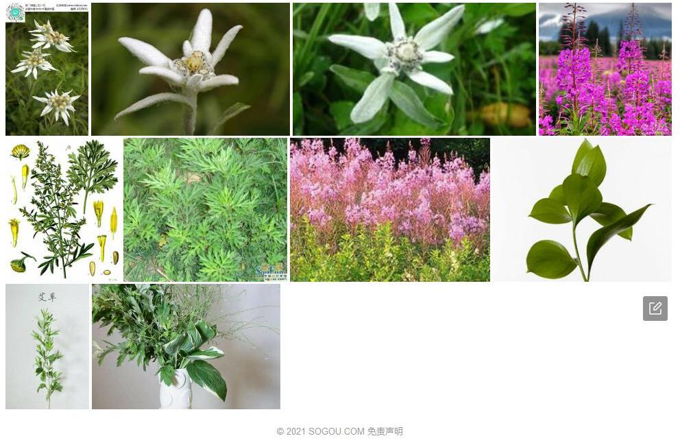 艾叶火绒草照片和图片/