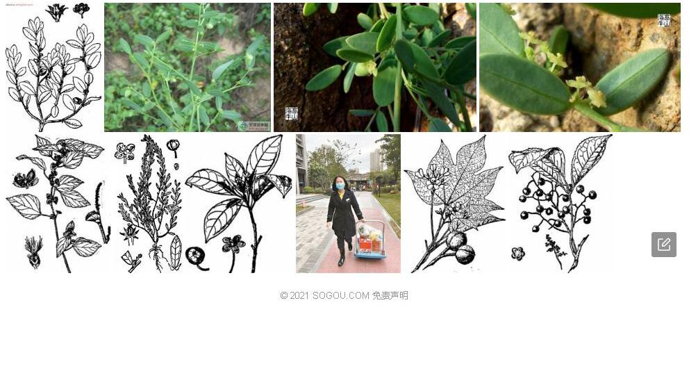 艾堇照片和图片/