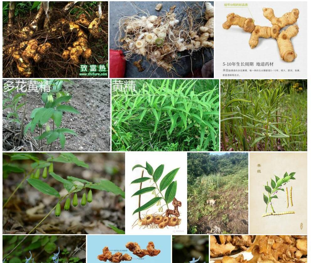 节根黄精照片和图片/
