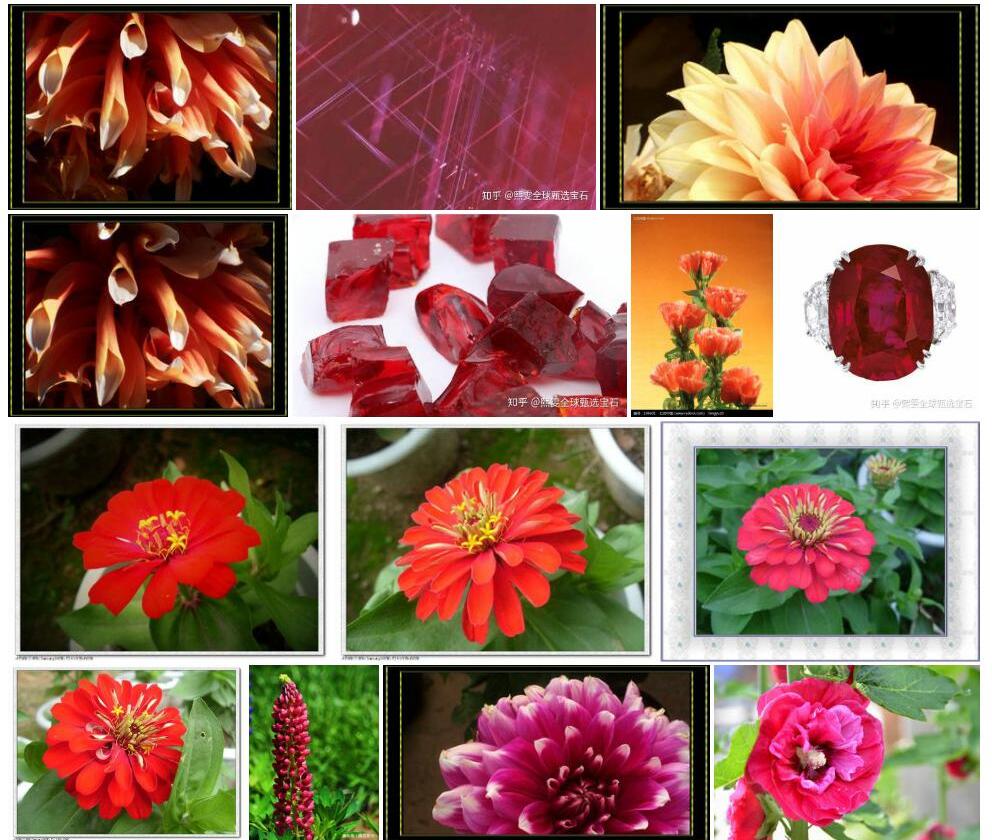 节节红照片和图片/