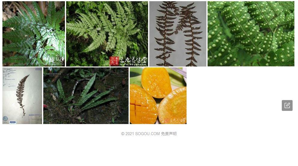 芒刺耳蕨照片和图片/