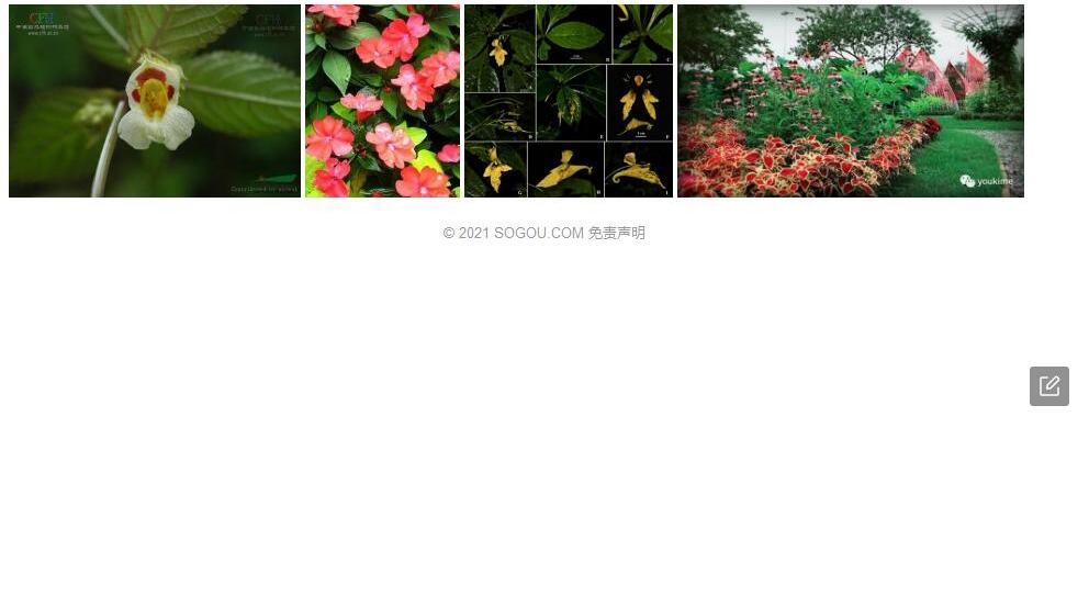芒萼凤仙花照片和图片/