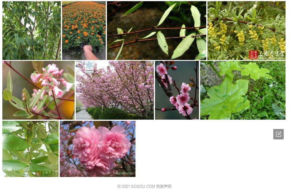 芒齿小檗照片和图片/