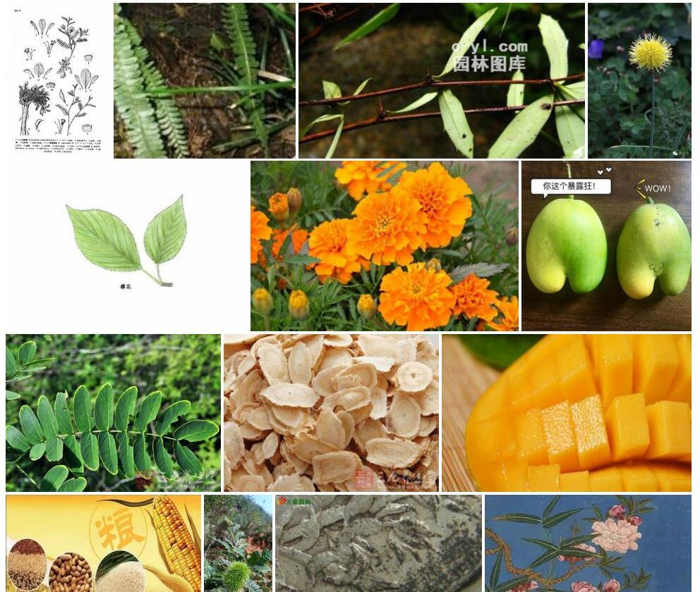 芒齿黄耆照片和图片/