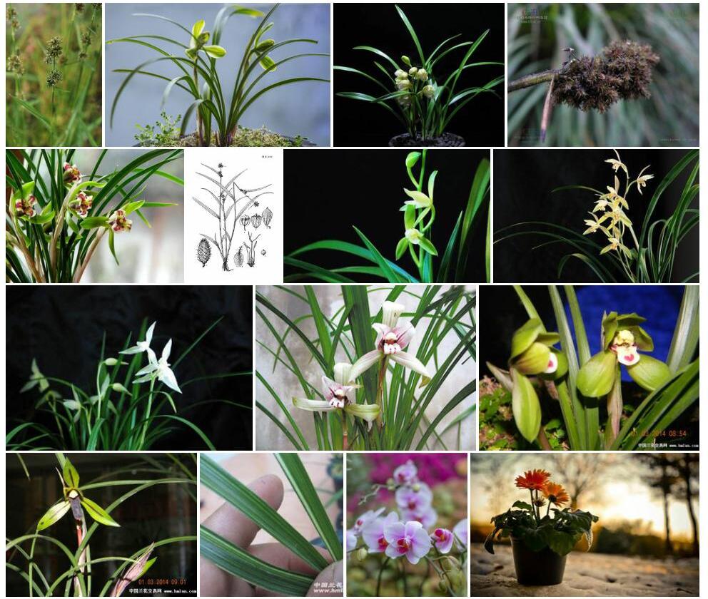 芙兰草照片和图片/