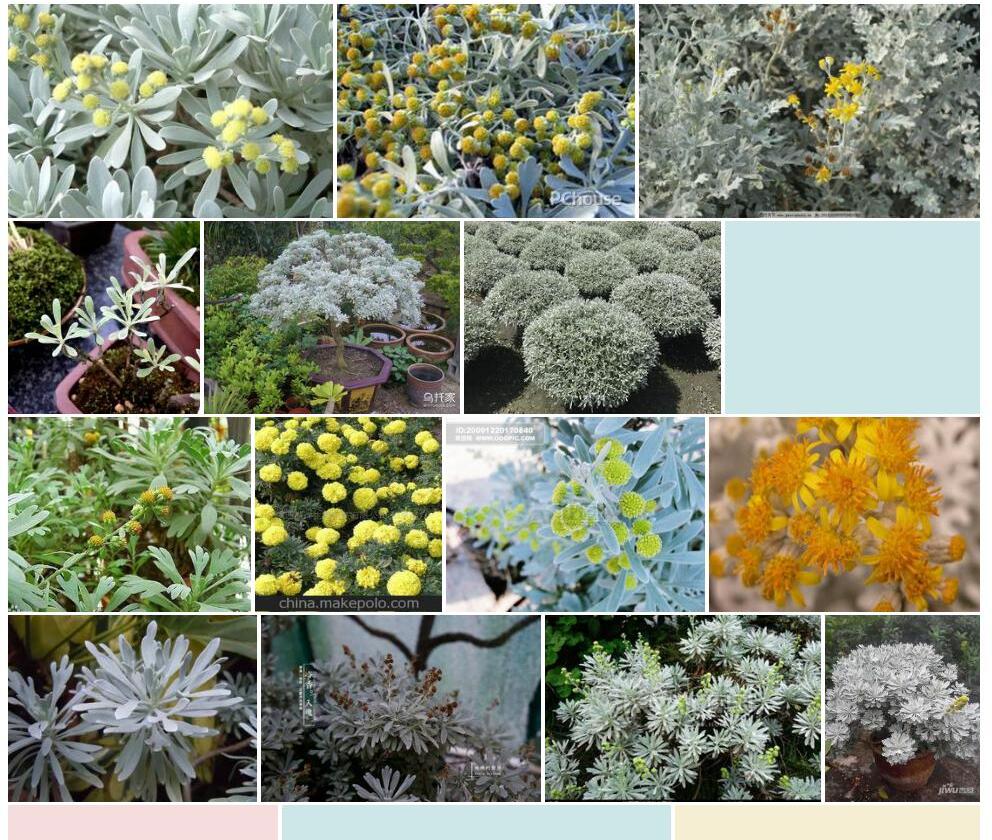 芙蓉菊照片和图片/