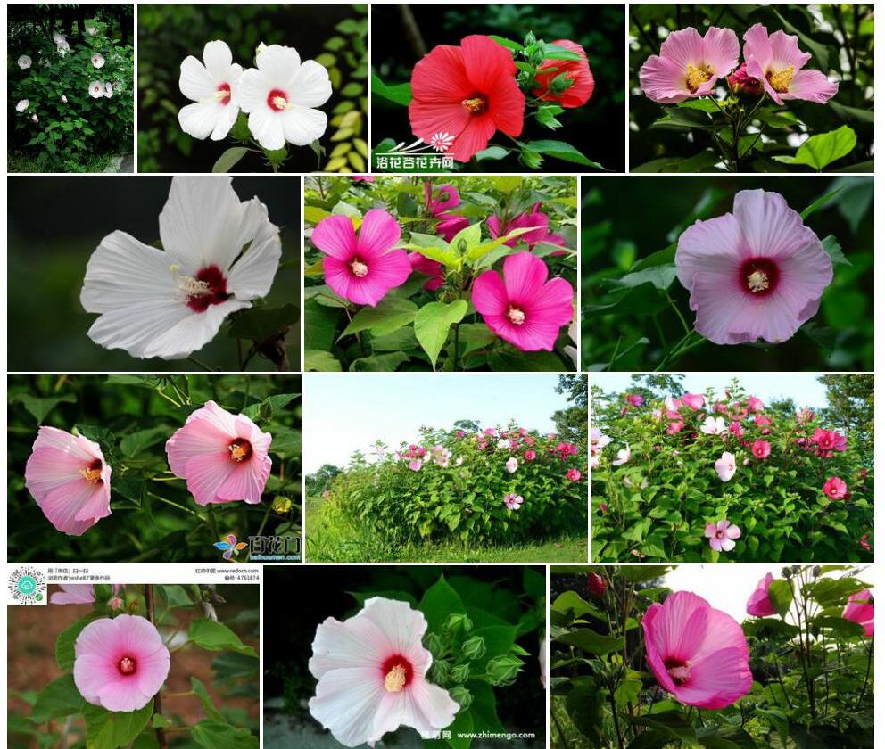 芙蓉葵照片和图片/