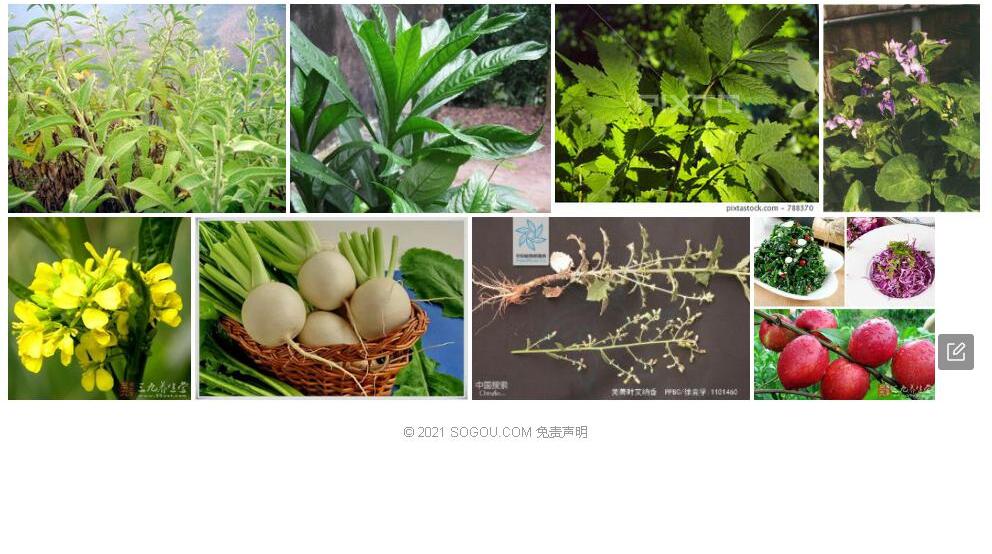 芜菁叶艾纳香照片和图片/