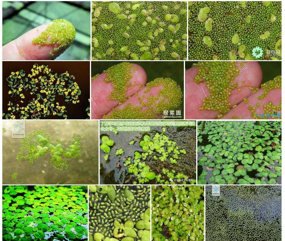 芜萍照片和图片/