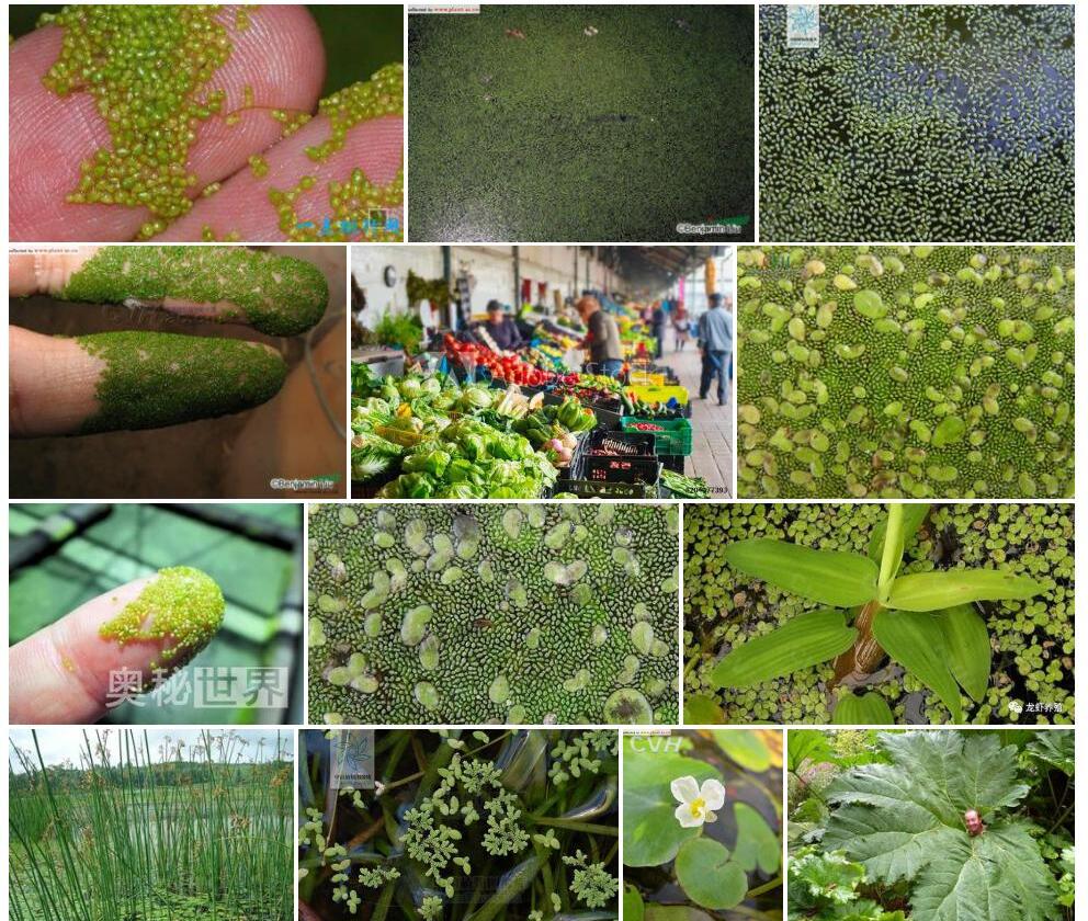 芜萍属照片和图片/