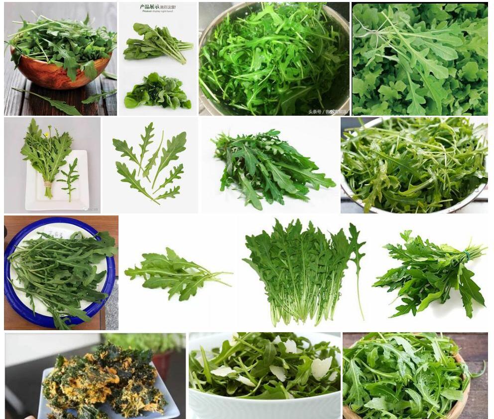 芝麻菜照片和图片/