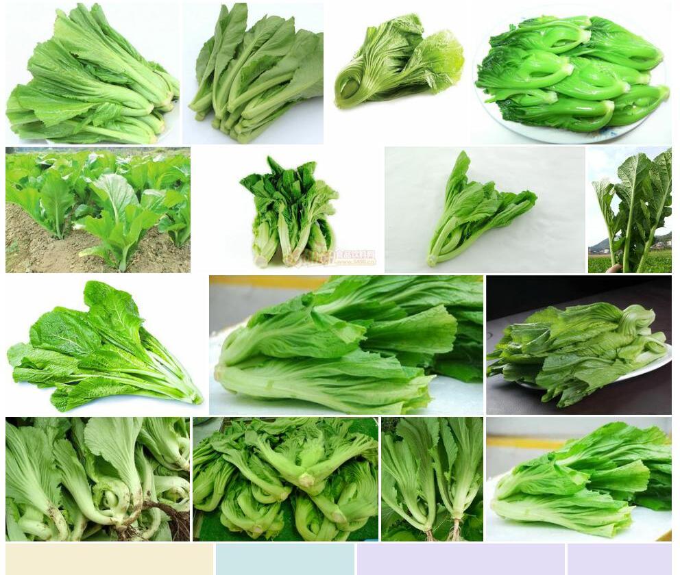 芥菜照片和图片/