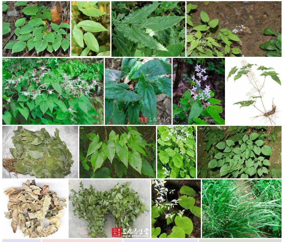 芦山淫羊藿照片和图片/