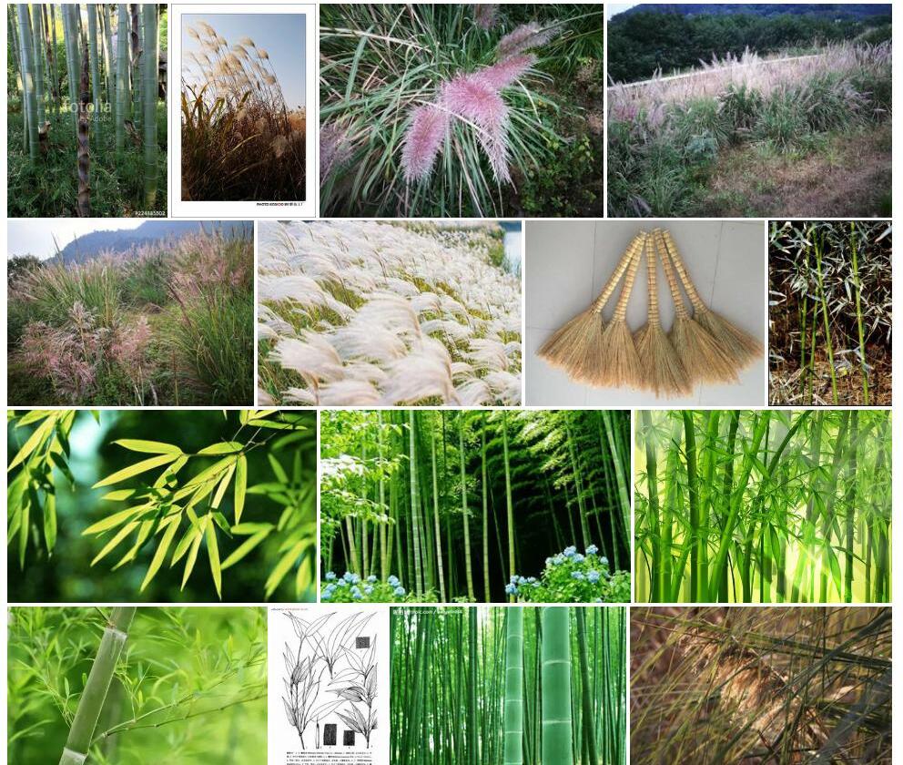 芦花竹照片和图片/