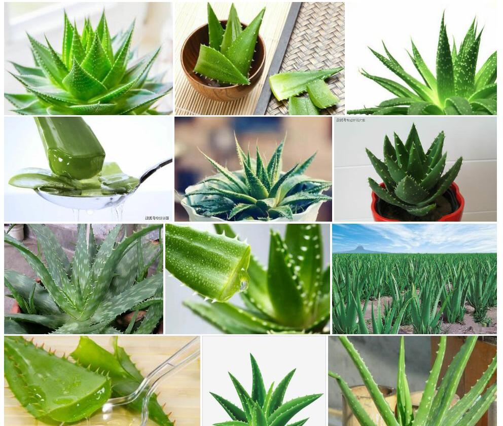 芦荟照片和图片/