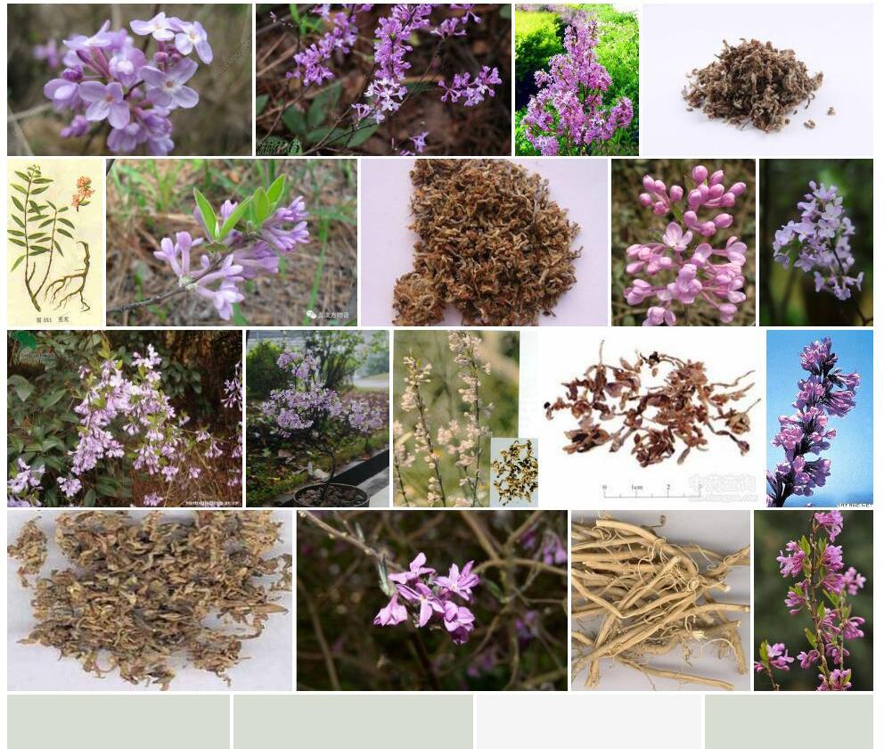 芫花照片和图片/