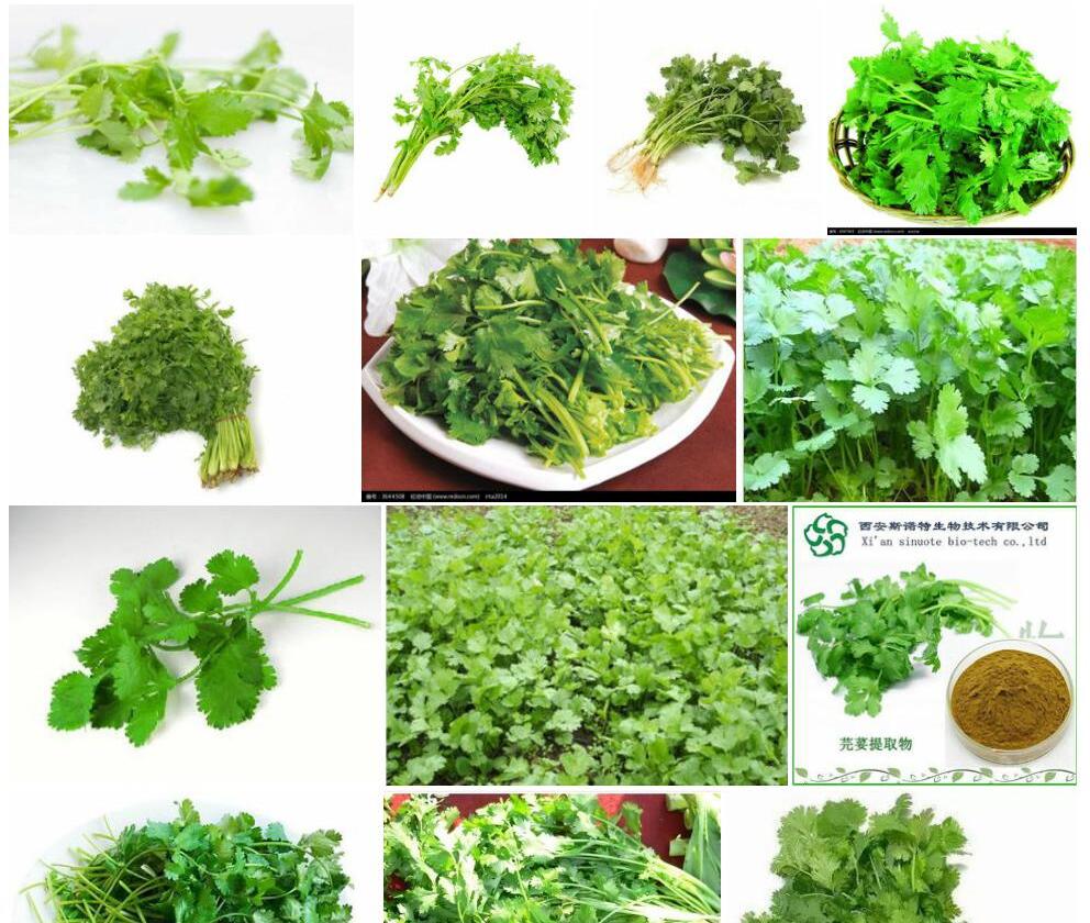 芫荽照片和图片/