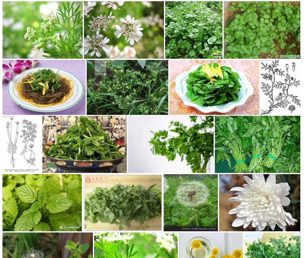 芫荽菊照片和图片/