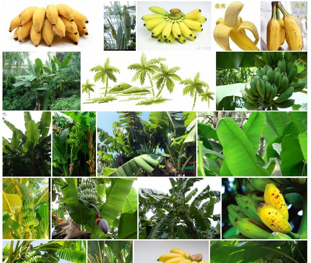 芭蕉照片和图片/