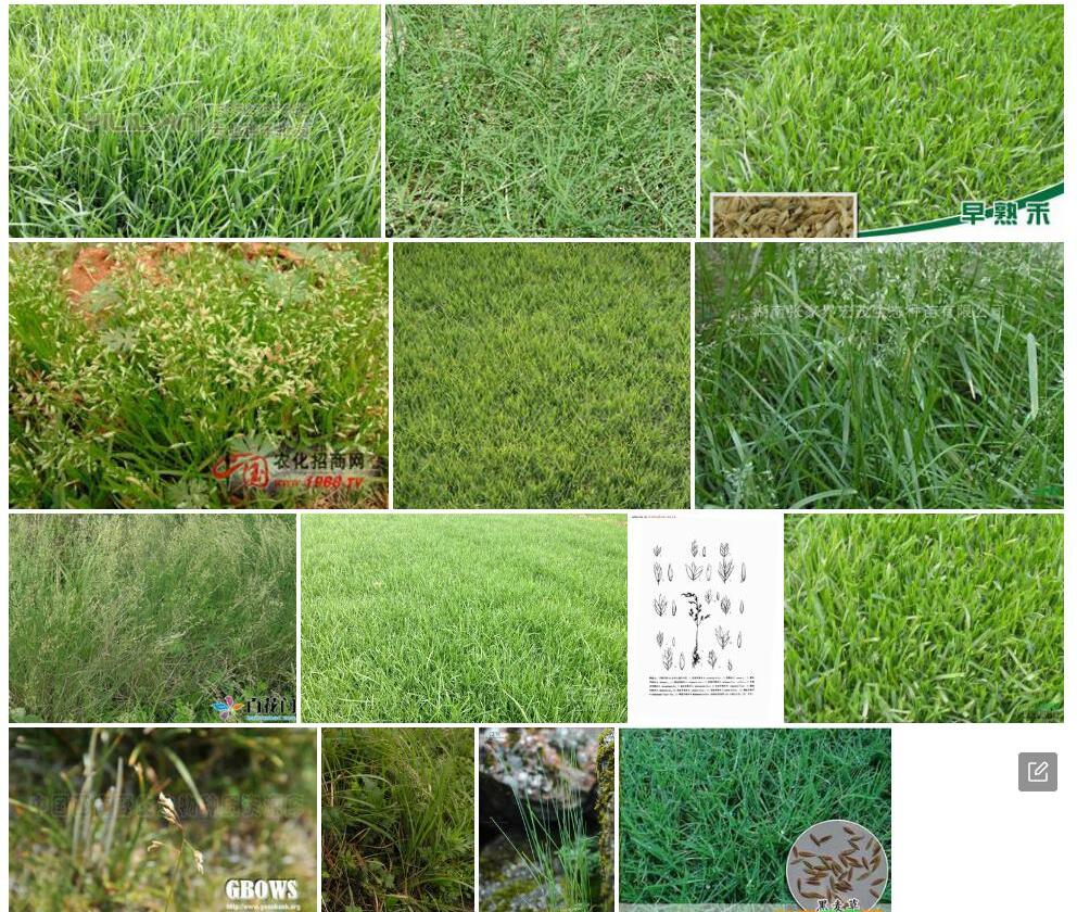 花丽早熟禾照片和图片/