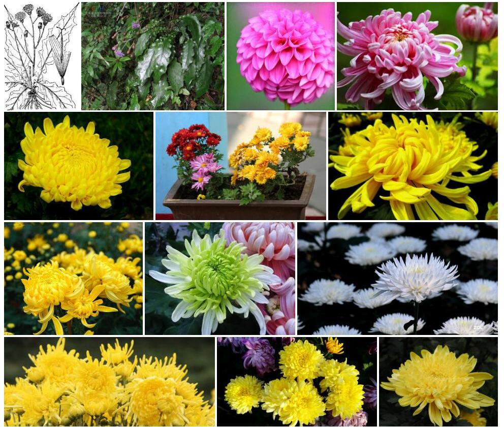 花佩菊照片和图片/