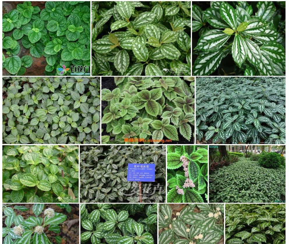 花叶冷水花照片和图片/