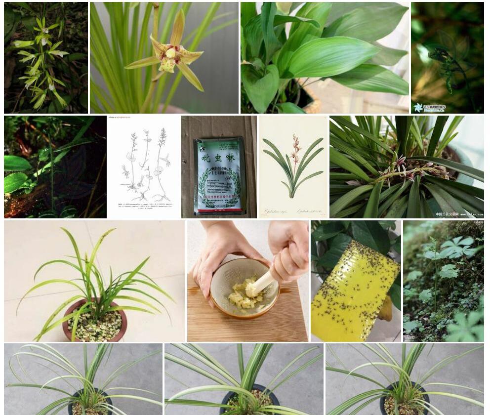 花叶对叶兰照片和图片/