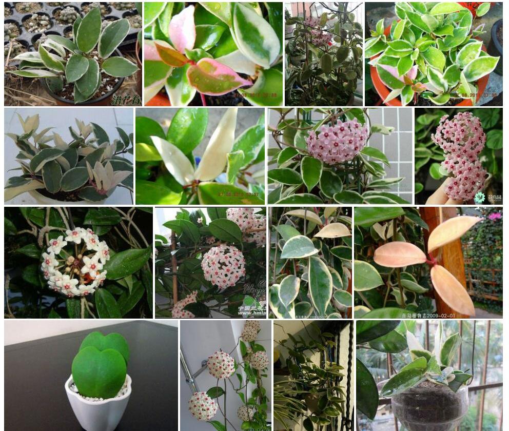 花叶球兰照片和图片/