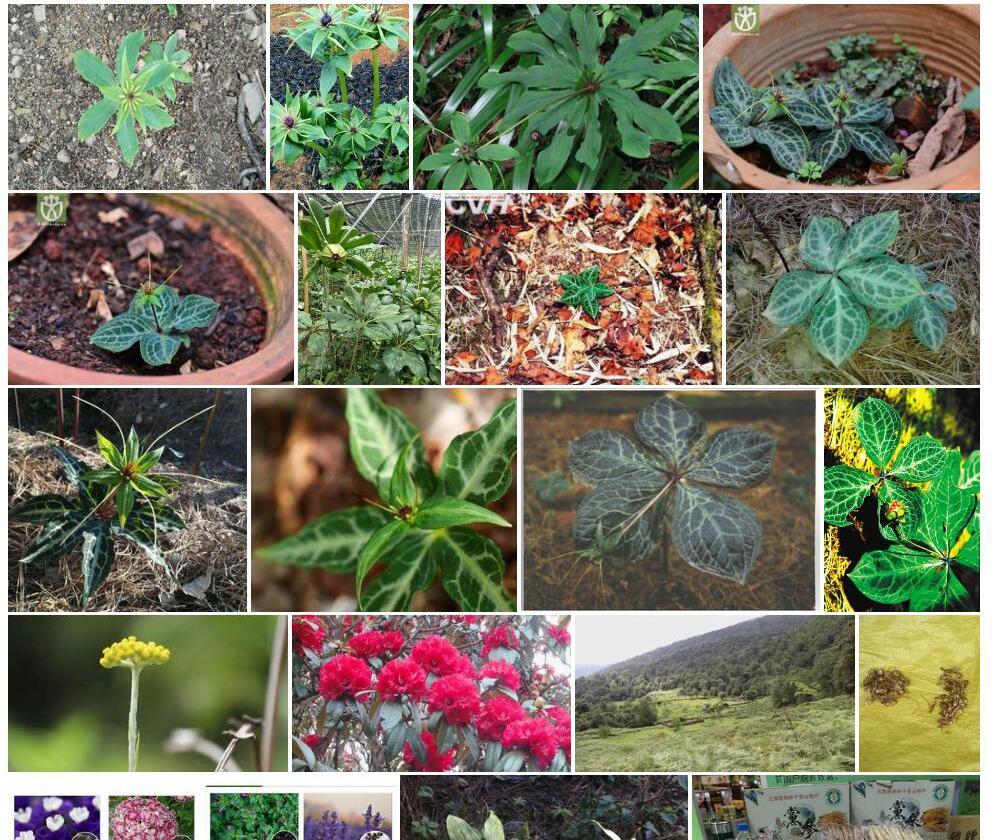 花叶重楼照片和图片/