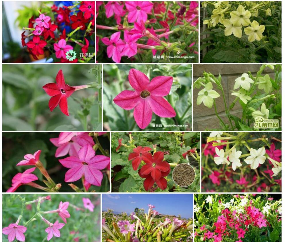 花烟草照片和图片/