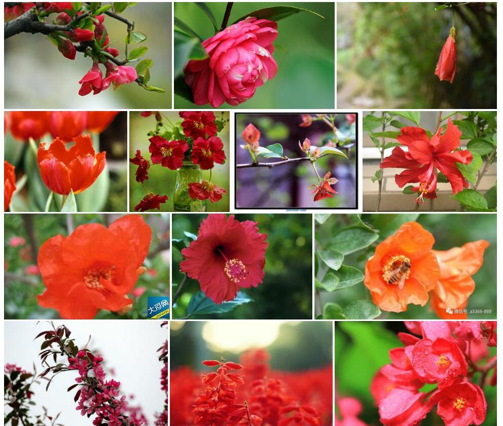 花红照片和图片/