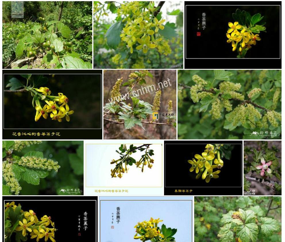 花茶藨子照片和图片/