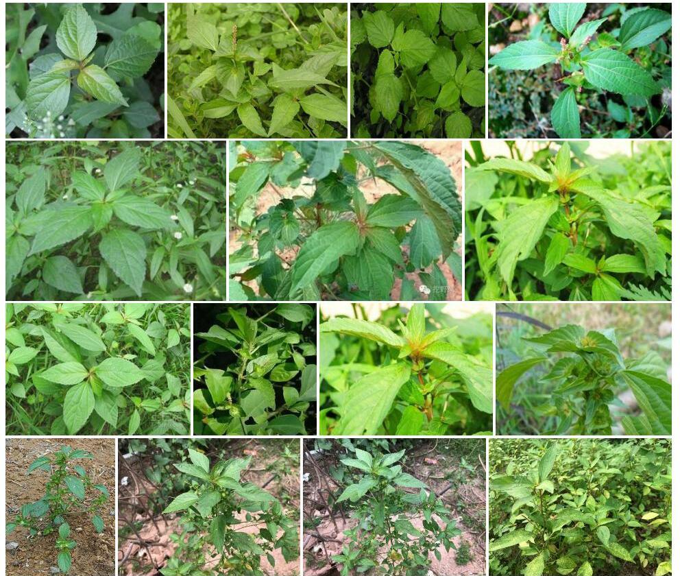 花莲铁苋菜照片和图片/