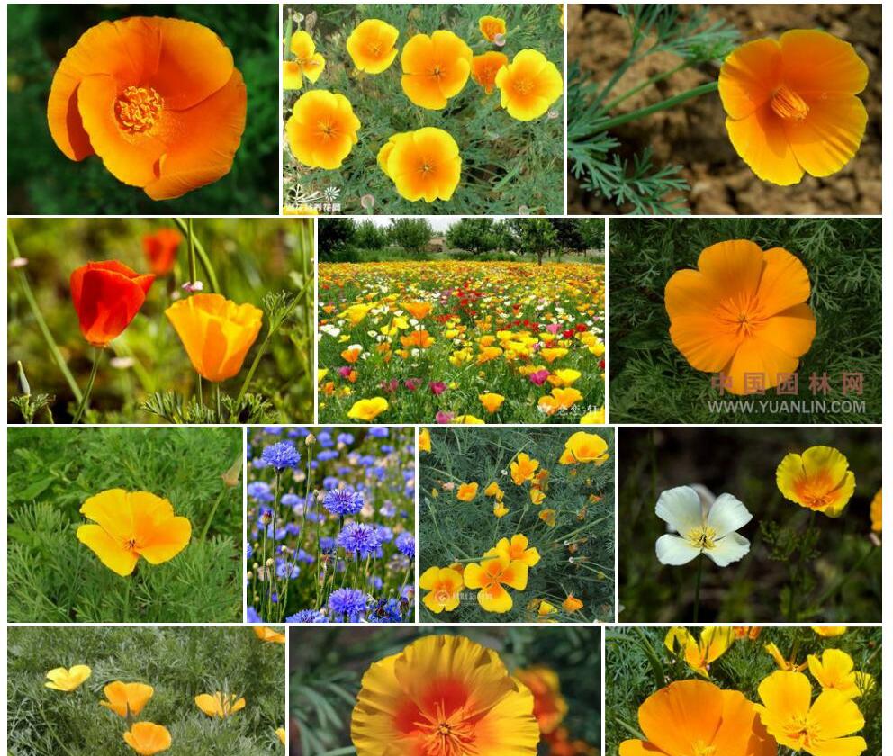 花菱草照片和图片/